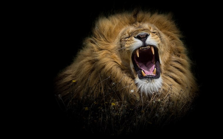 Лев рычит