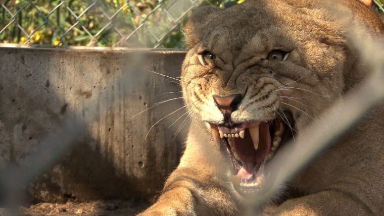 Обои на рабочий стол Лев