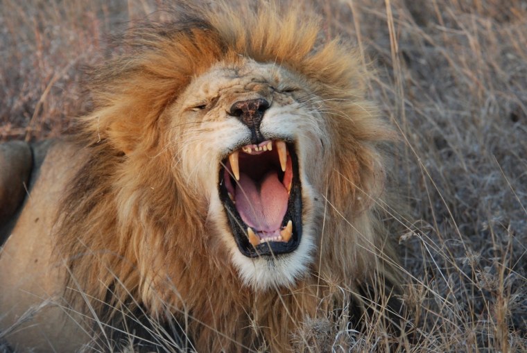 Разъяренный Лев