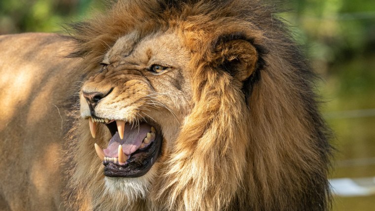Лев рычит