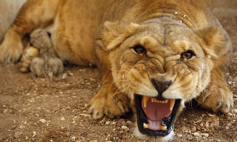 Львица рычит