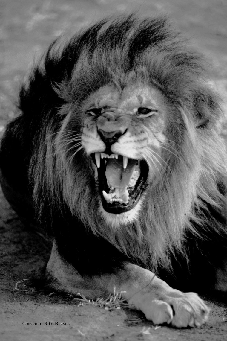 Свирепый хищник