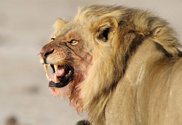 Лев показывает кулак