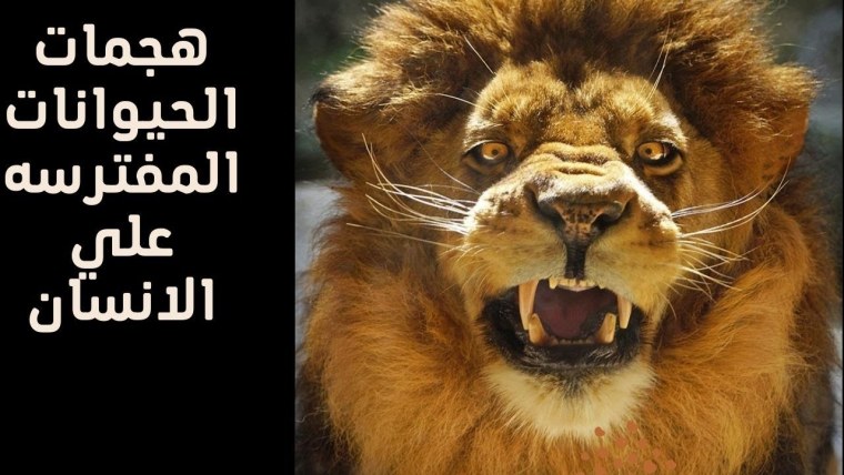 Злая львица