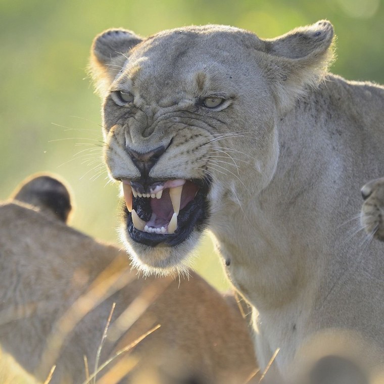 Нападающий Лев