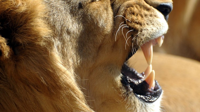 Саблезубый Кугуар