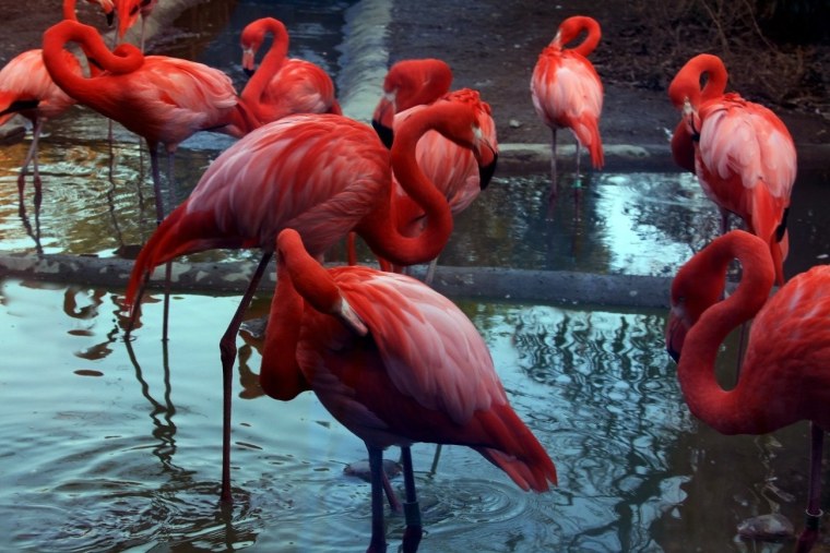 Коралловый Фламинго