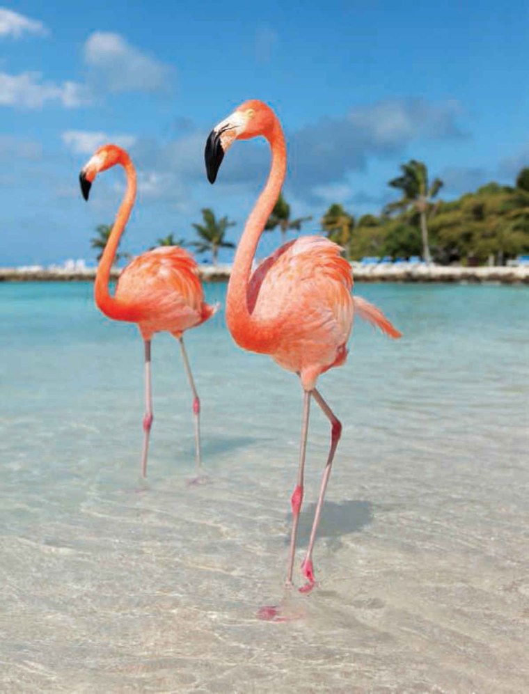 Аруба пляж с Фламинго