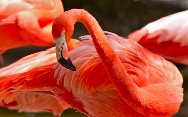 Розовый Фламинго на розовом фоне