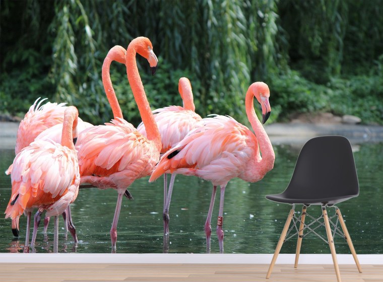 Розовый Фламинго птица