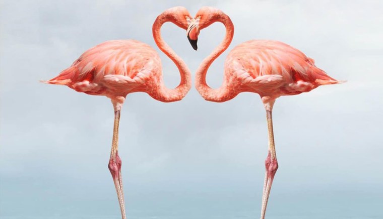 Розовый Фламинго Эстетика