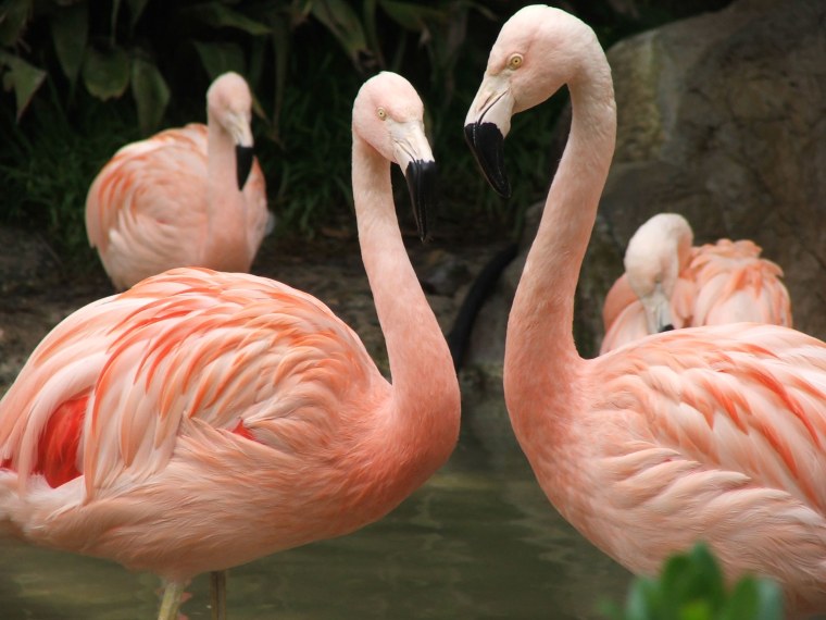 Жилище Фламинго