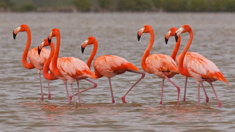 Фламинго в дикой природе