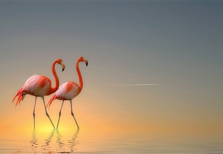Розовый Фламинго на закате
