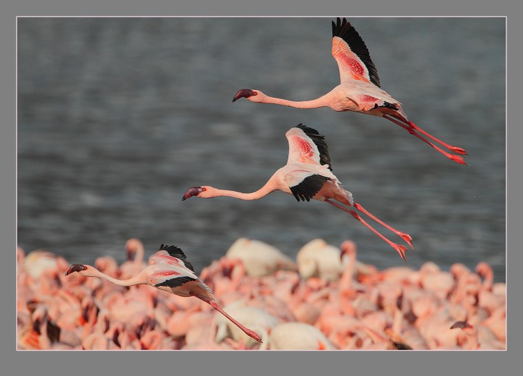 Фламинго Перелетная птица
