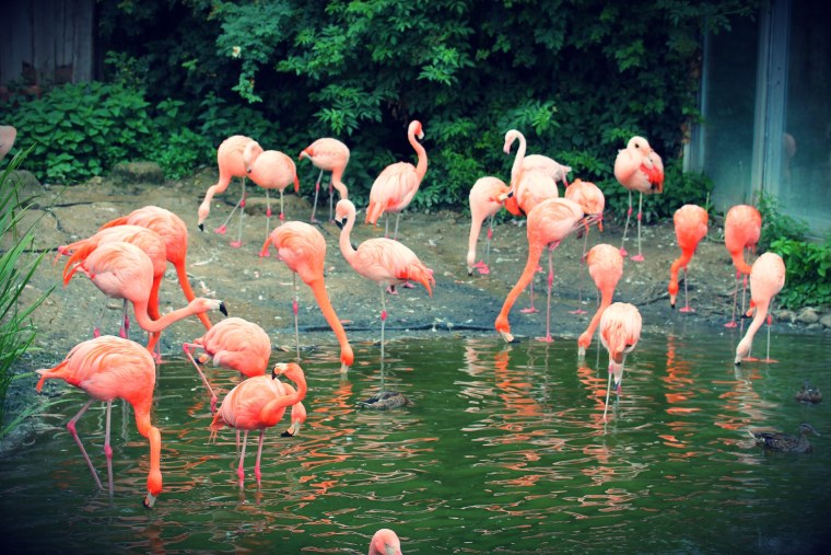 Милые Фламинго