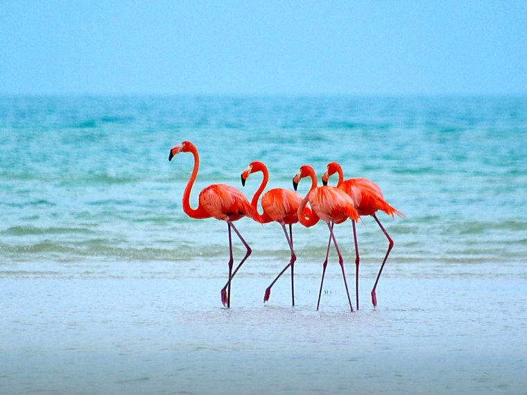 Фламинго обыкновенный розовый