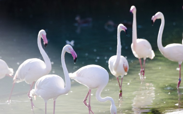 Обыкновенный Фламинго