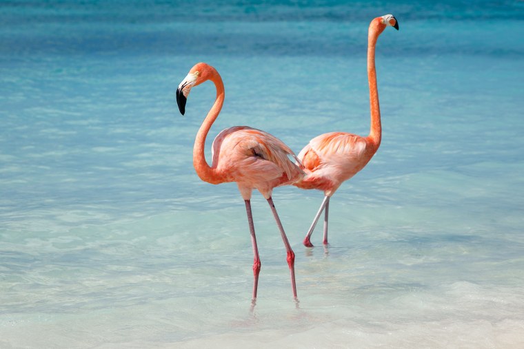 Розовый Фламинго