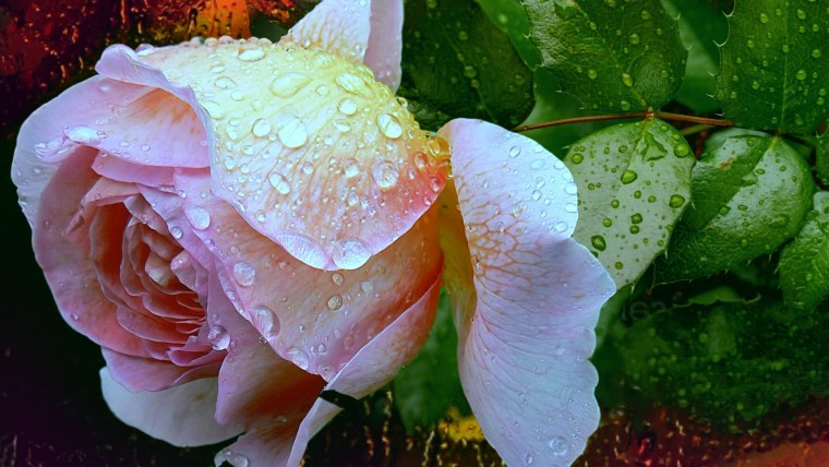 Букет роз с каплями воды