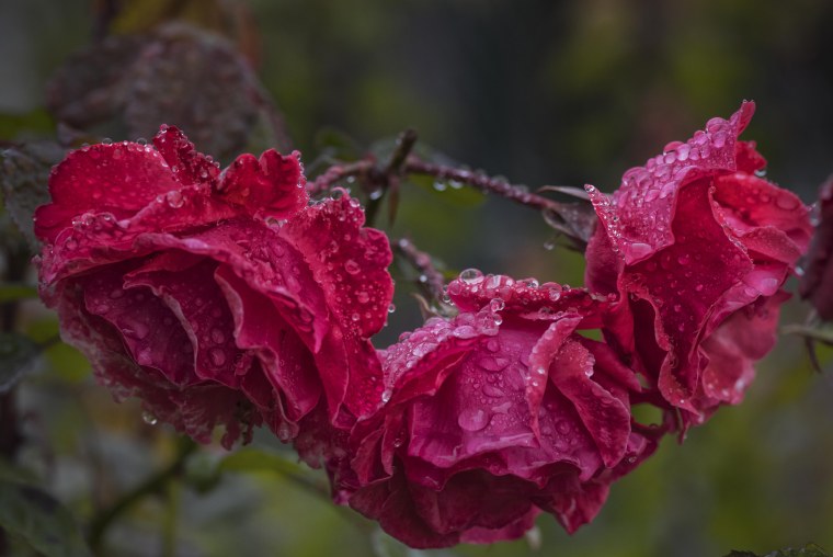 Цветы в каплях дождя