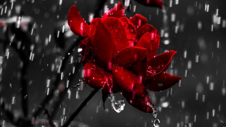 Роза ругоза Центифольные