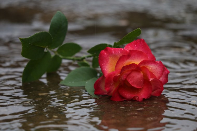 Водная роза