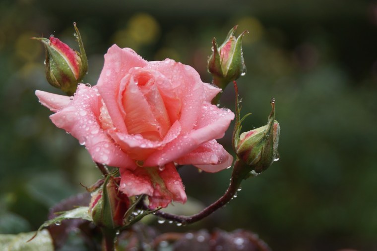 Растения под дождем