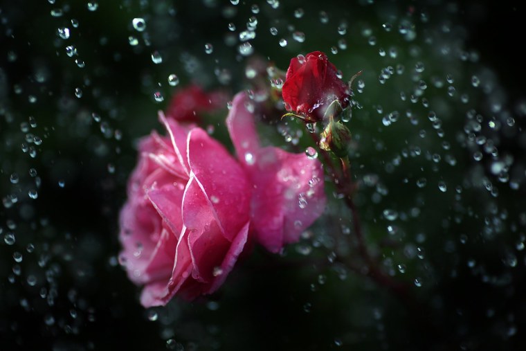 Мокрые цветы