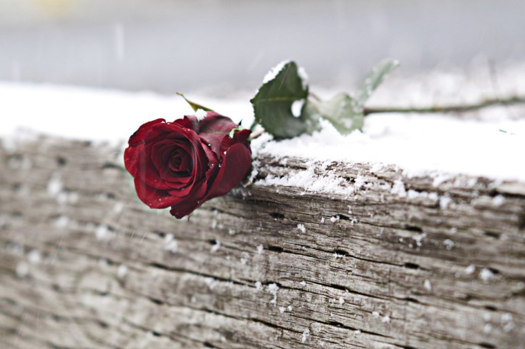 Красная роза на скамейке