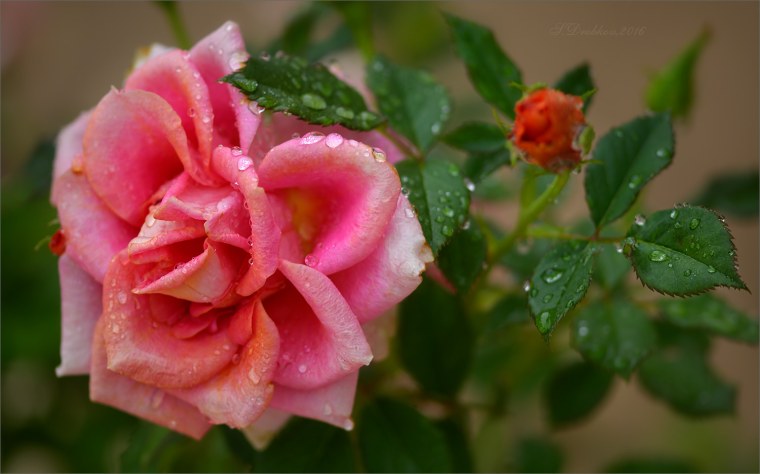 Белые цветы после дождя