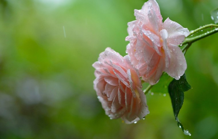 Цветы в росе