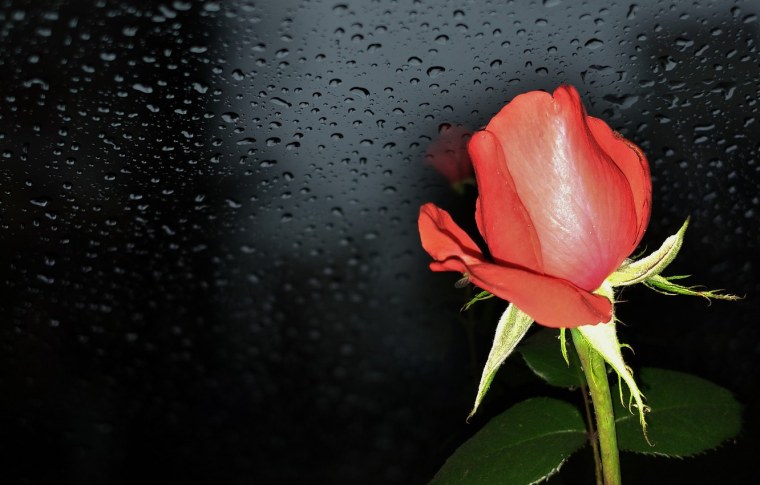 Цветы в каплях дождя