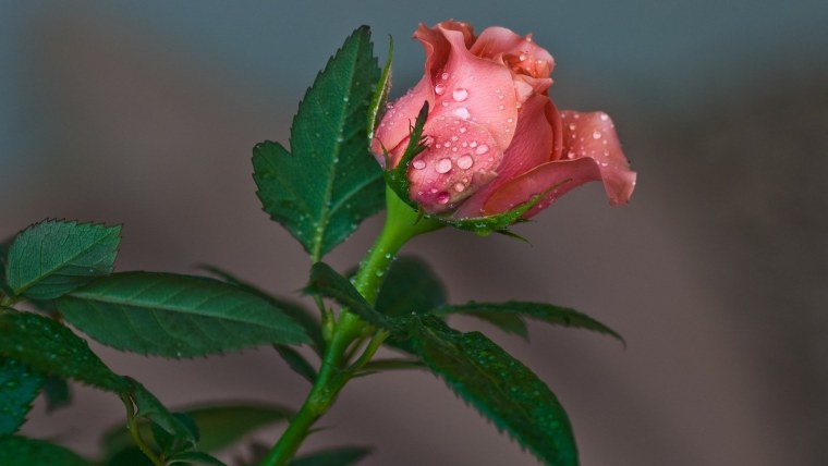 Бутон шиповника