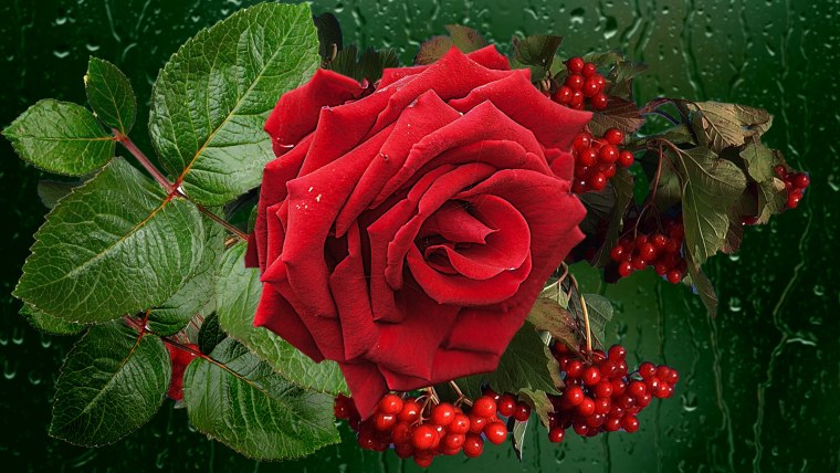 Листья розы