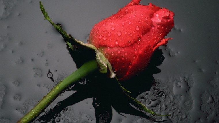 Роза на мокром асфальте