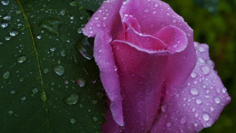 Тюльпаны каплях дождя