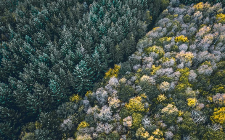 Сосновый лес вид сверху