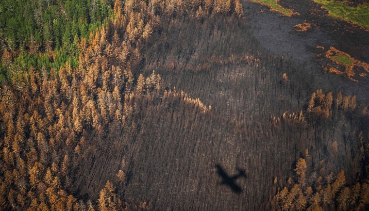 Тайга (хвойные леса) Сыктывкар