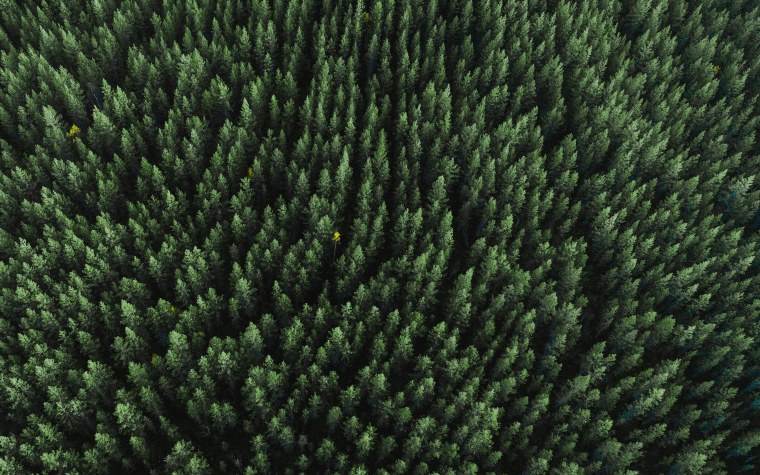 Сосна вид сверху