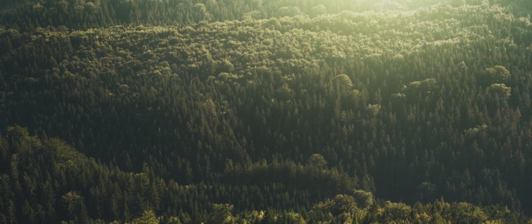 Панорама вид сверху лес