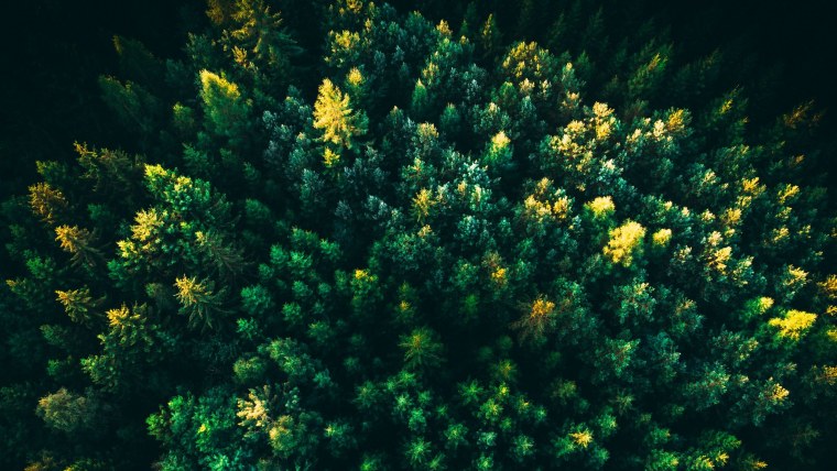 Лес вид сверху арт