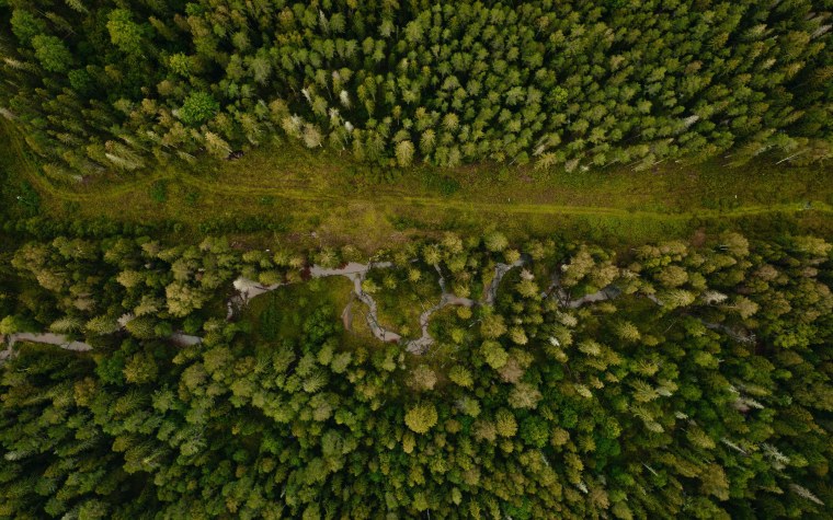 Тропинка в лесу вид сверху