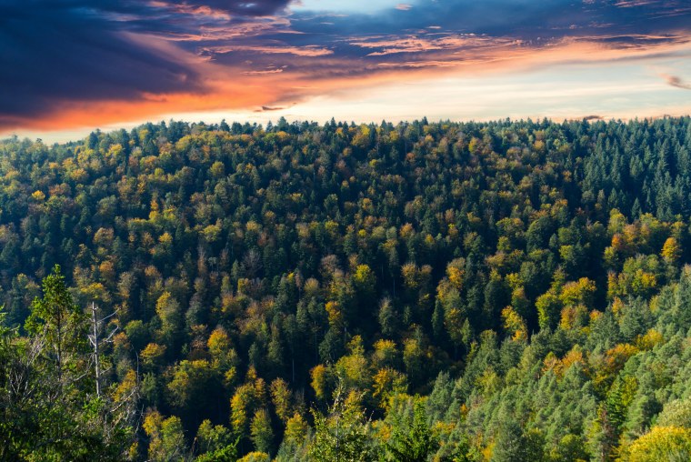 Лесной массив вид с коптера