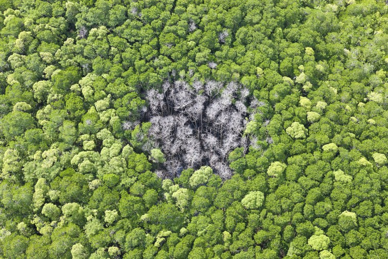 Ландшафт леса вид сверху