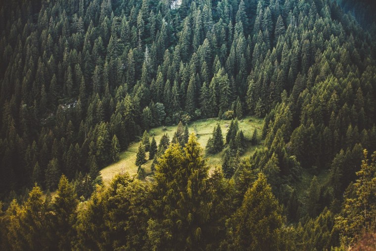 Лес с высоты