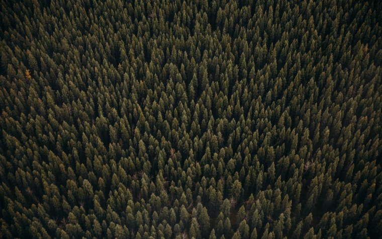 Зеленый лес вид сверху