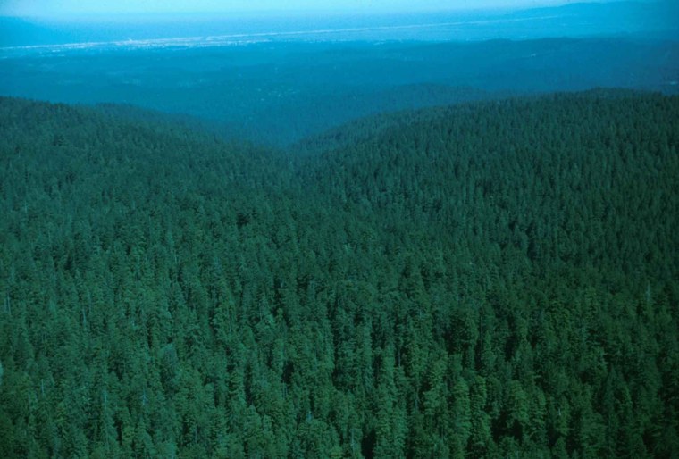 Сибирская Тайга ХМАО сверху