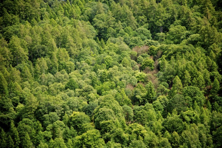 Широколиственный лес вид сверху