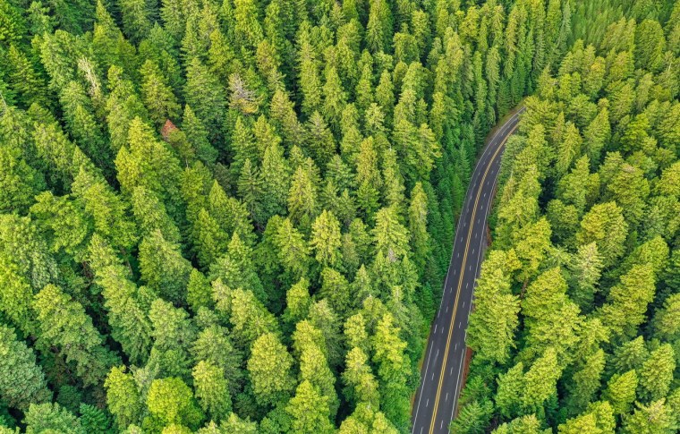 Сосновый лес сверху